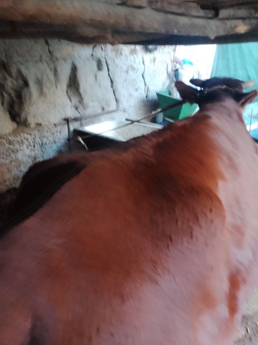 Sigir sotiladi yeyish ichishi yaxshi