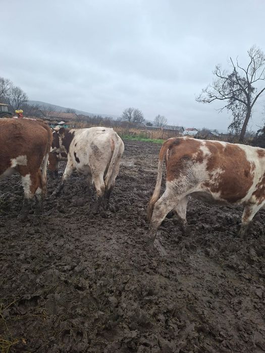 VACI /JUNINCI de vânzare