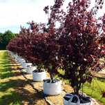 Pomi ornamentali  Prunus Nigra