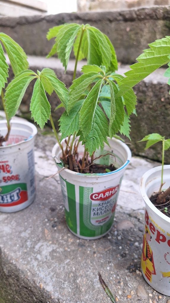 Продавам растения Дива лоза (Parthenocissus quinquefolia)