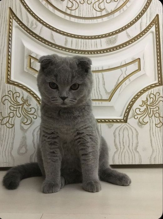 Продается котёнок
