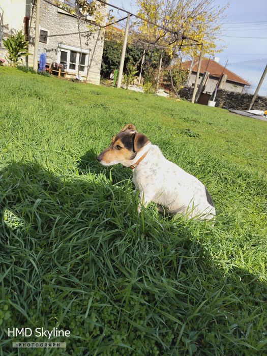 Женско Джак рьселче ваксинирано обезпаразитено с паспорт