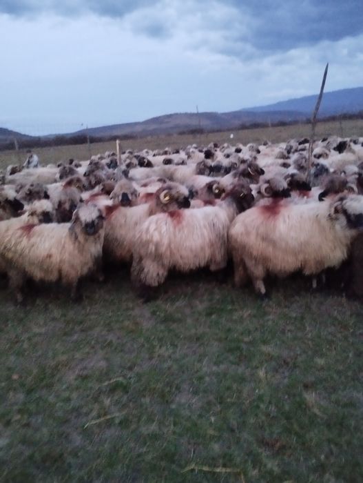 De vânzare 60 bucăți