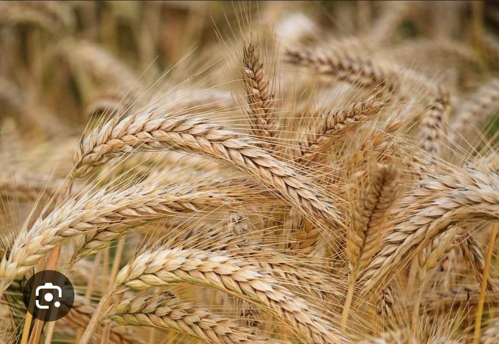 Vând grau de    panificație
