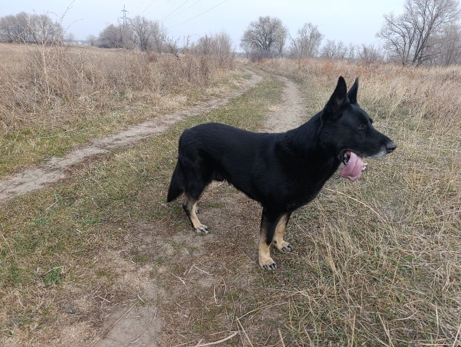 Вязка Восточно Европейской Овчарки