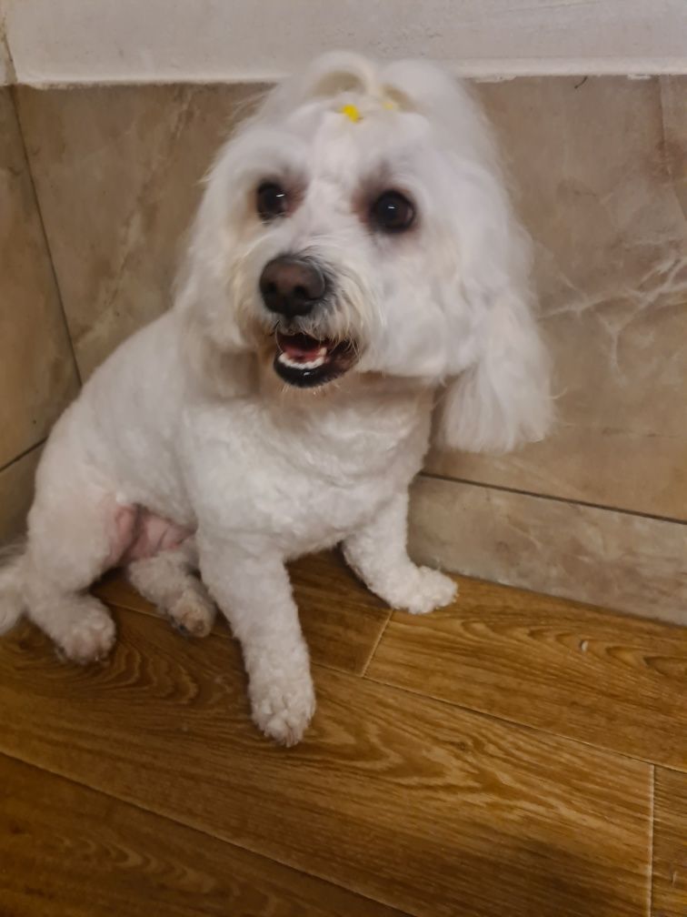 Toaletaj Canin Gheorgheni