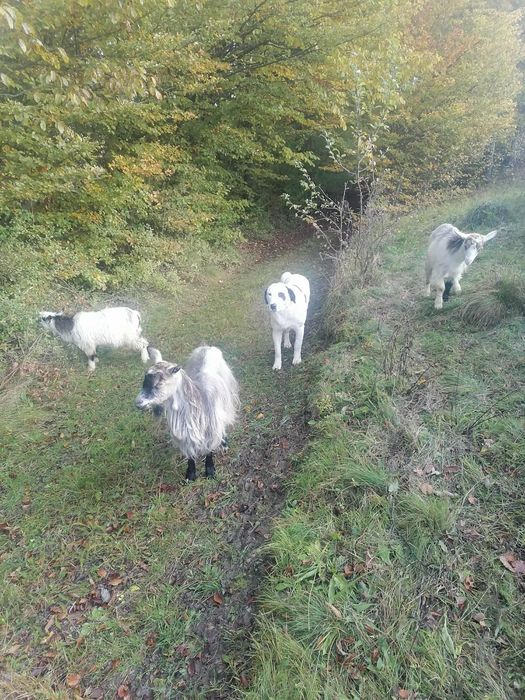 Vând 2 capre ,3 iede și un ied