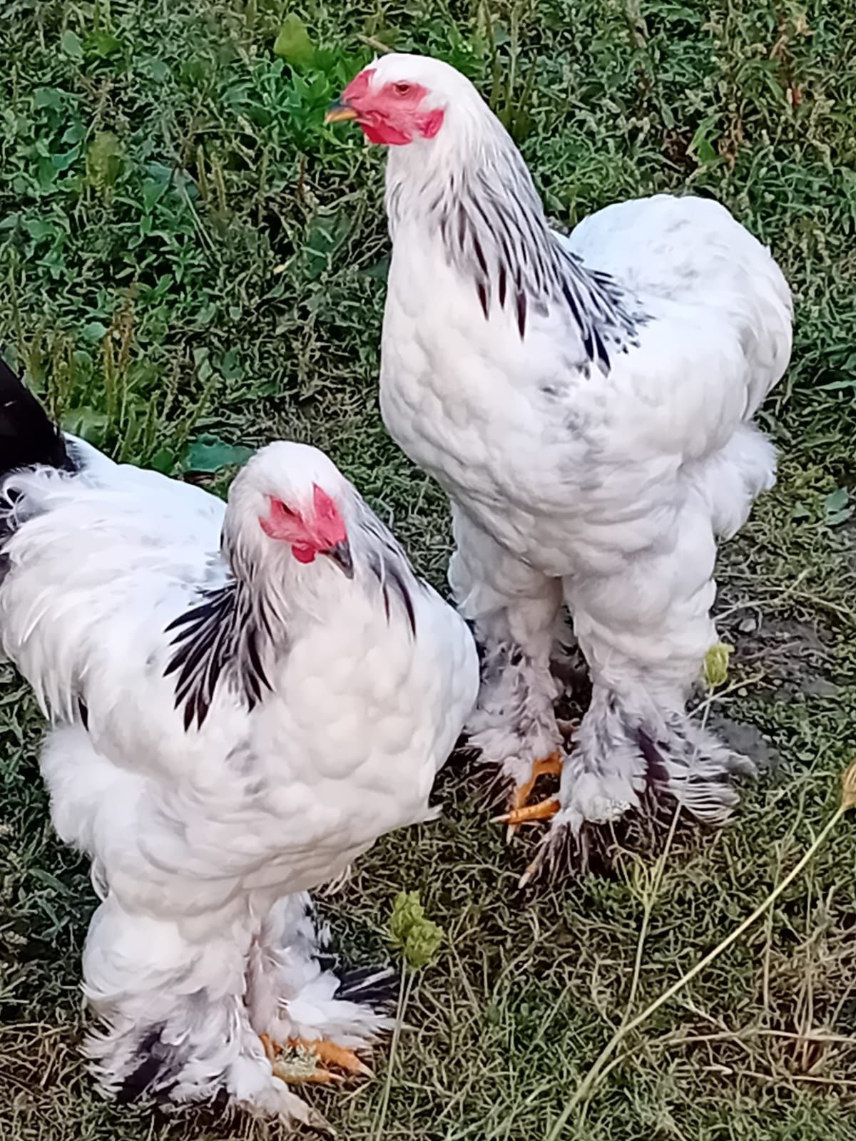 Un cocos brahma ce se vede in poza