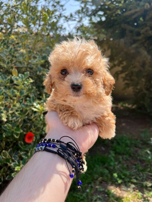 Pui Maltipoo baiat 2 luni