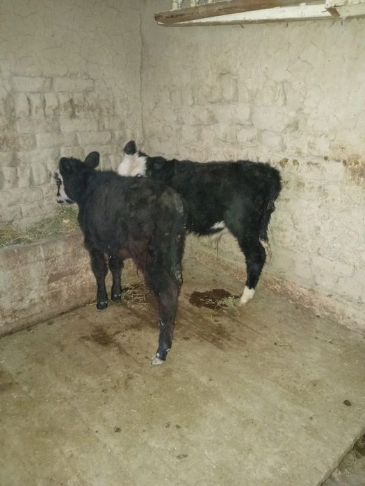 Еркек бузау сатылады