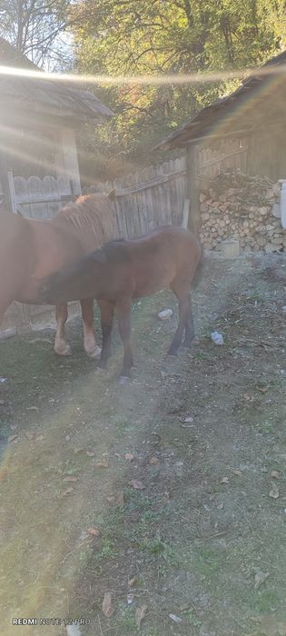 Vând iapa (7 ani)+mânz și iapa (2 ani)