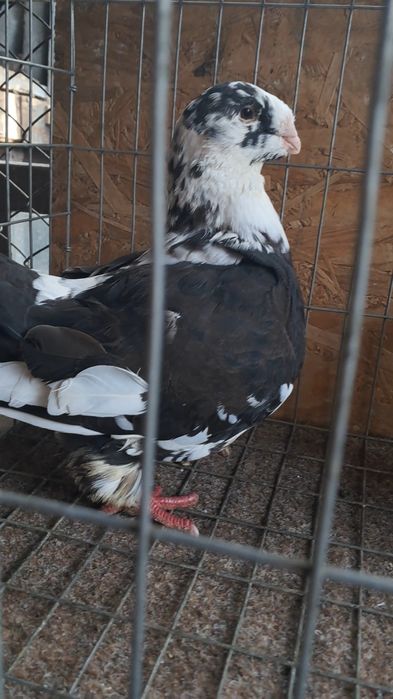 AGH,liberi se dau și la schimb