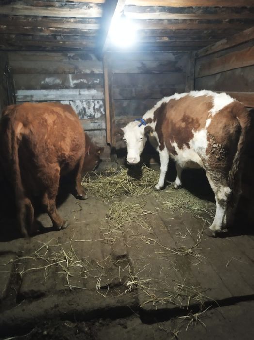 Продам дойную корову!