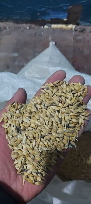 Ячмень фасованный по 40 кг