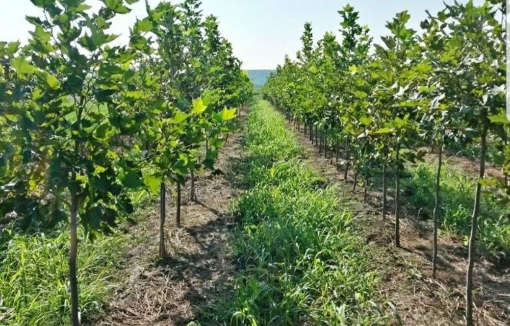 Plante ornamentale, mesteacăn alb decorativ tei pret minim