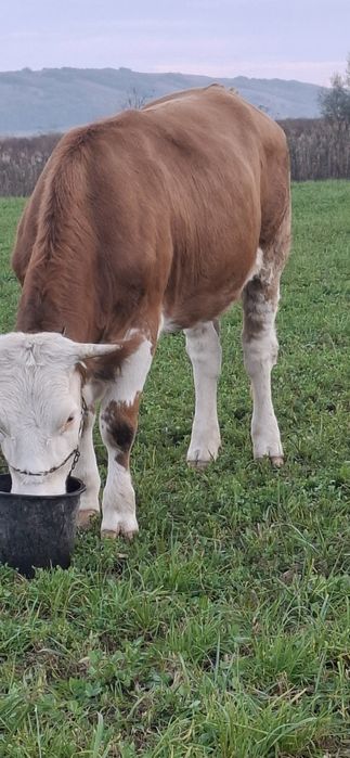 Vând junica baltata gestanta inn3 luni 1 ,7 luni