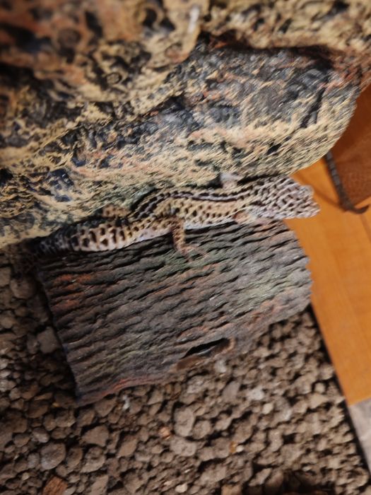 Șopârle Geko Leopard.
