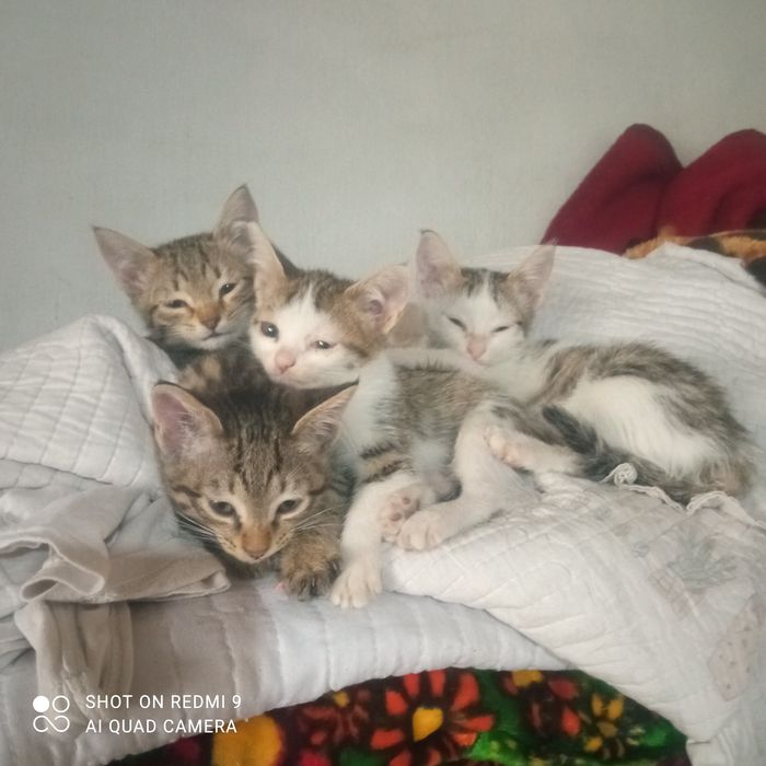 Кошки домашные четыре