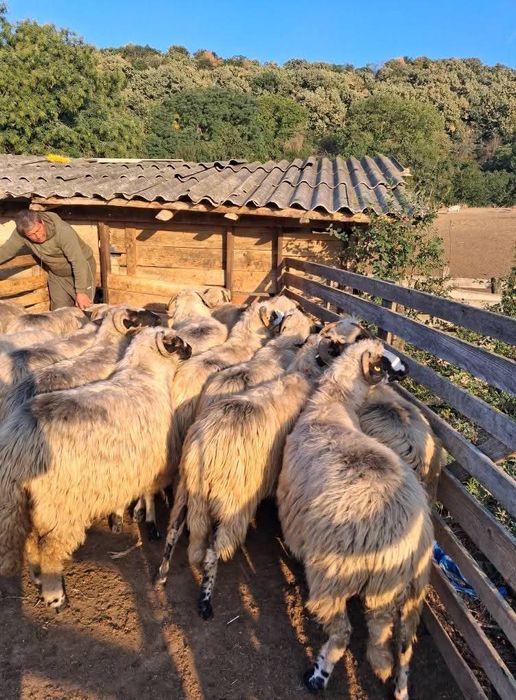 Vând sau schimb 15 de oi