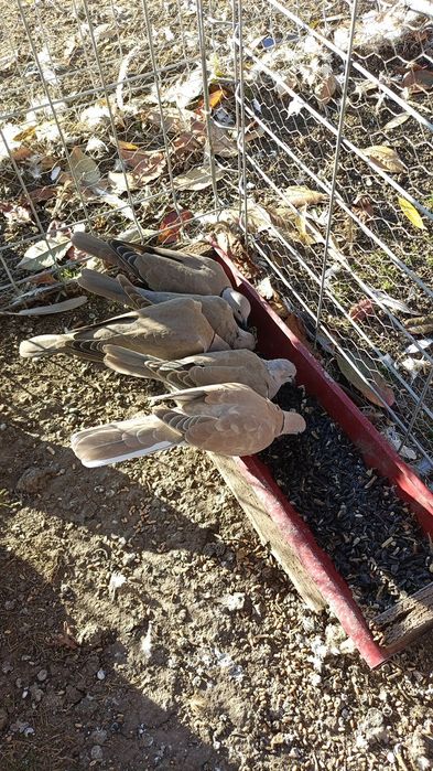 Vând turturele răzătoare