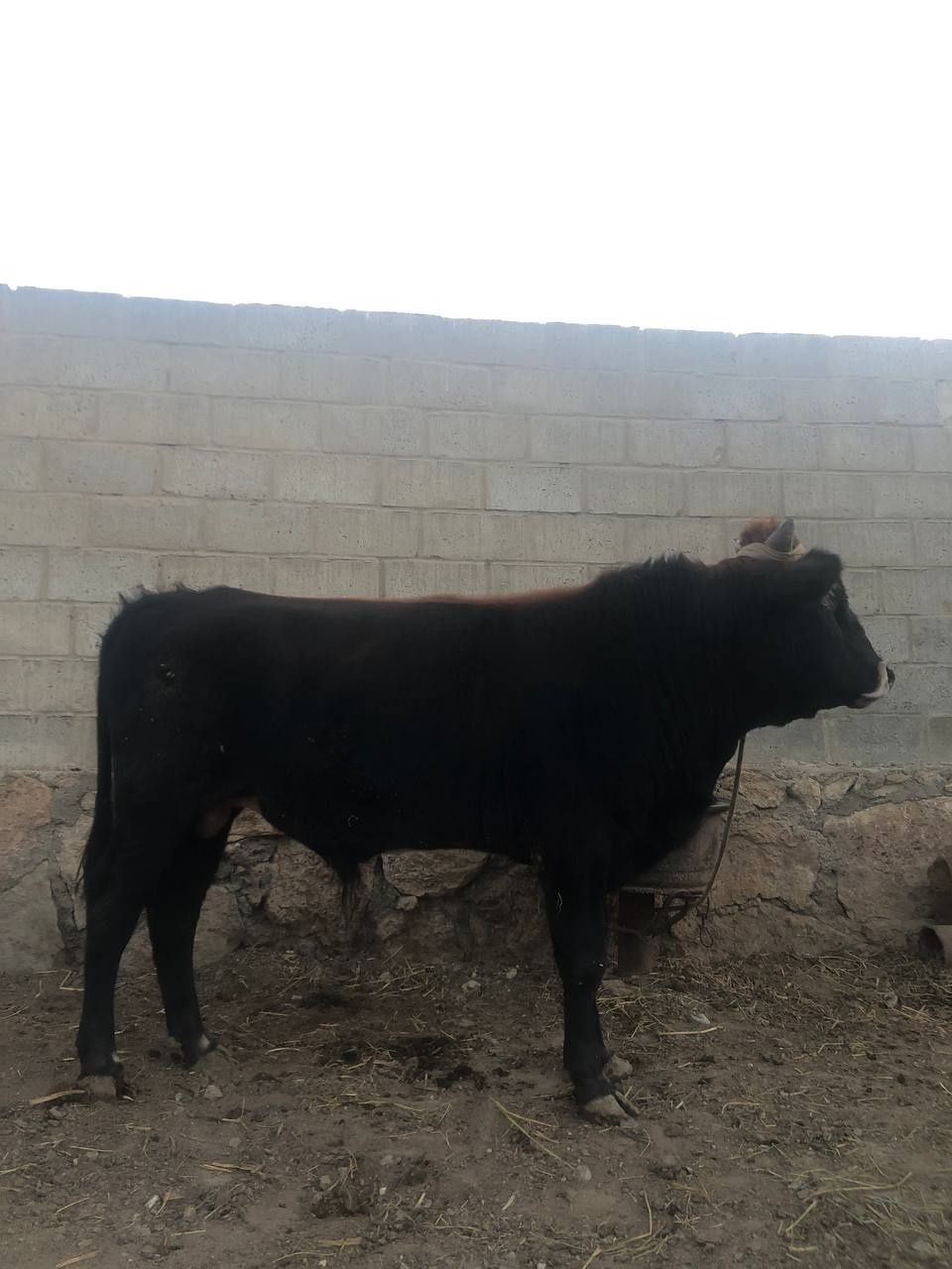 Buqqa 1 yarim yosh