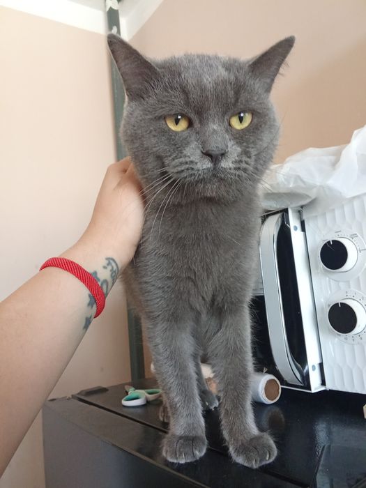 Mushuk  sotiladi Timosha