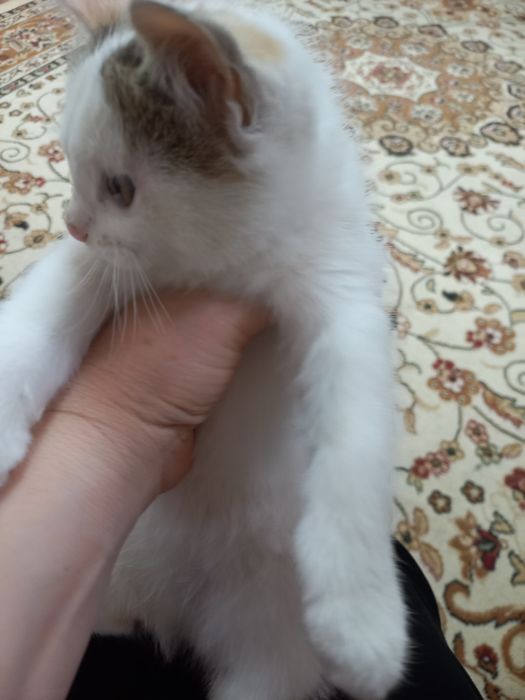Котёнок.  Девочка.