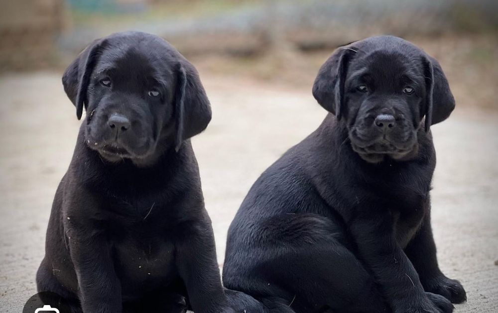 Labrador Retriever cu pedigree FCI