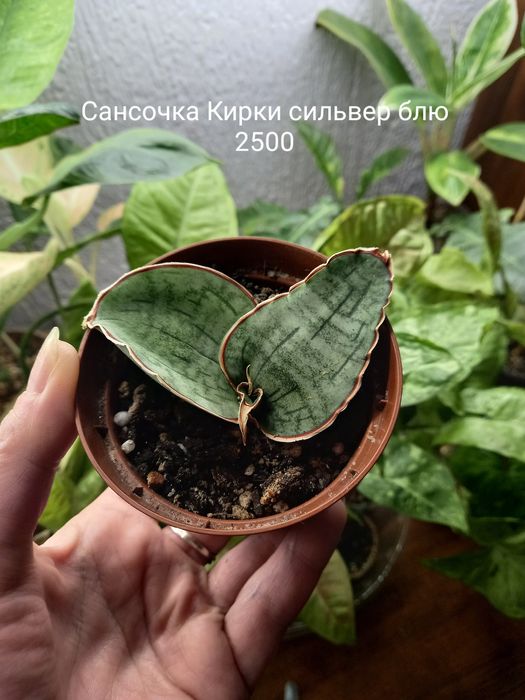Фикус Нью клон, растение, цветы