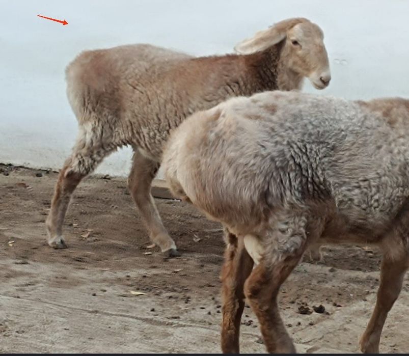 Семiз қой сатылады