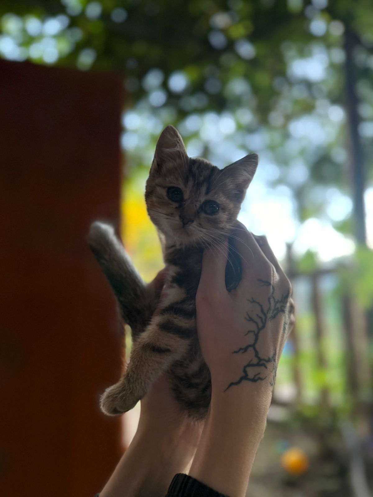 Котята найдёныш два породистых , и два простых