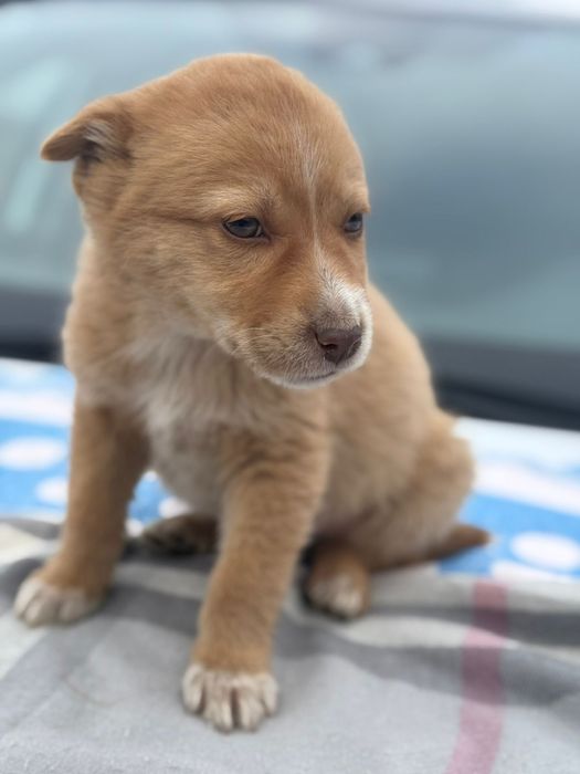 Отдам щенков в добрые руки