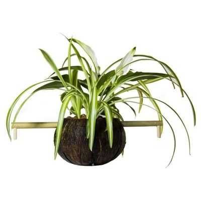 CocoPlant - Естествена филтрация CocoGarden без помпа за аквариум