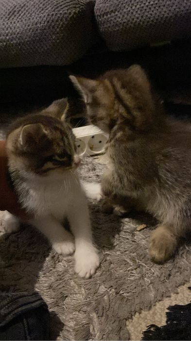 Котята 1 месяц. Мальчики.  Отдадим даром