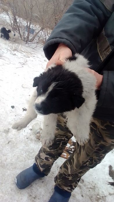 В добрые руки Срочно