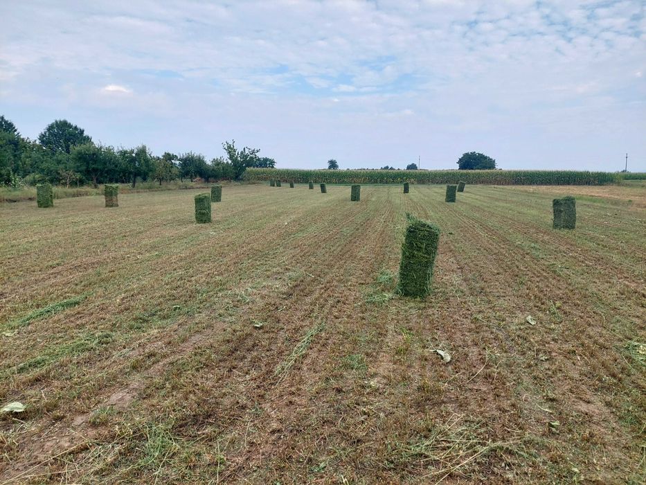Vand  BALOTI LUCERNĂ /jud.Iasi