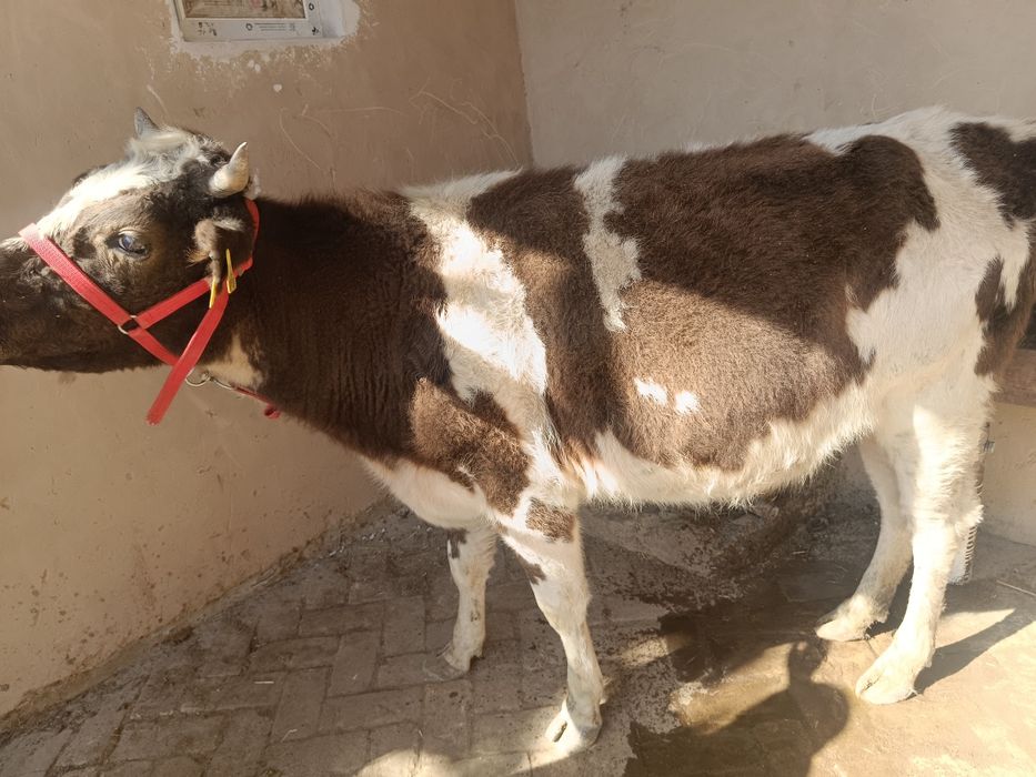 Chorniy piyostira- shvit gibrit bugoz 5oyli