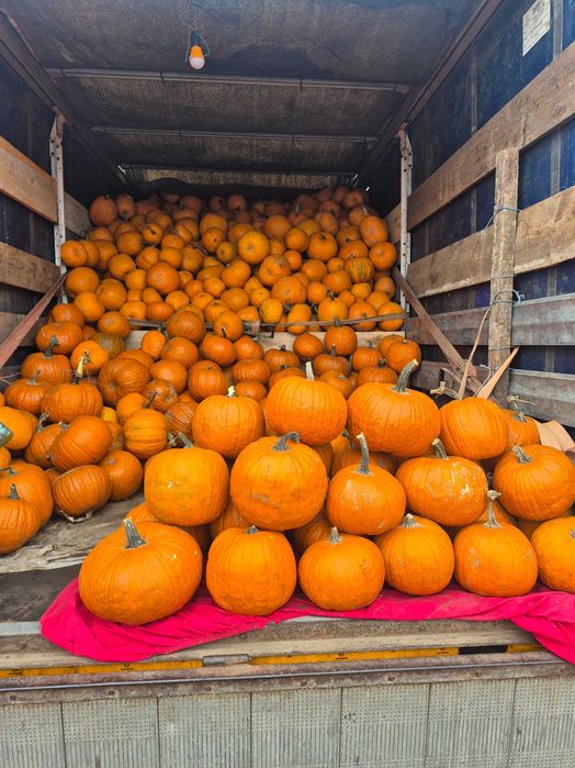 Vand dovleci de halloween si de placinta