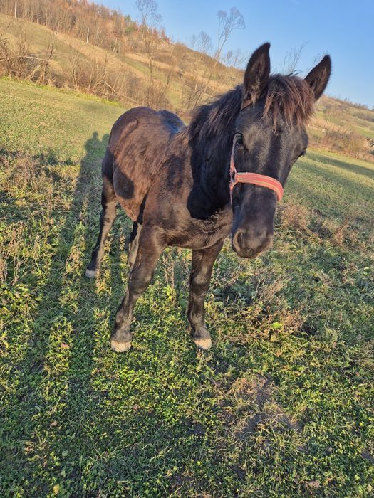 Vând manz de 8 luni