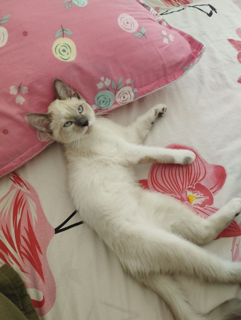котенок в добрые руки
