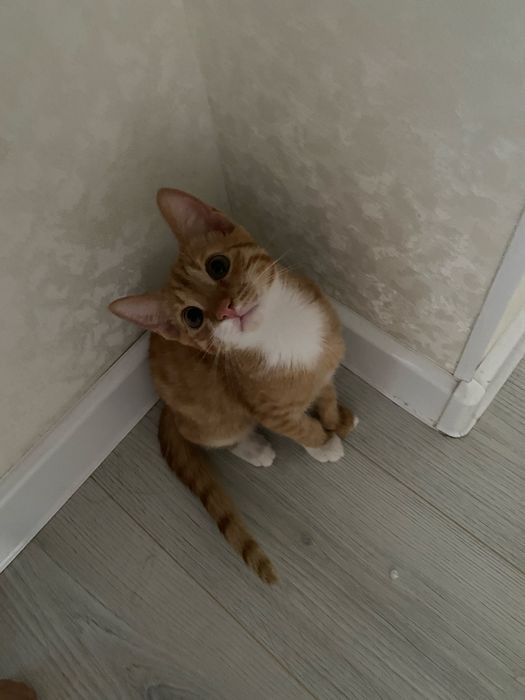 продаю кота,по цене можно договорится