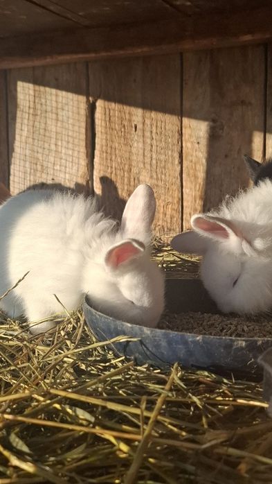 Vând iepuri cap de leu