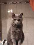 Motan spre adoptie - 4 ani