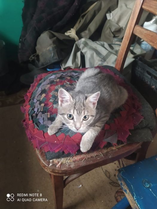 Отдам котенка в добрые руки