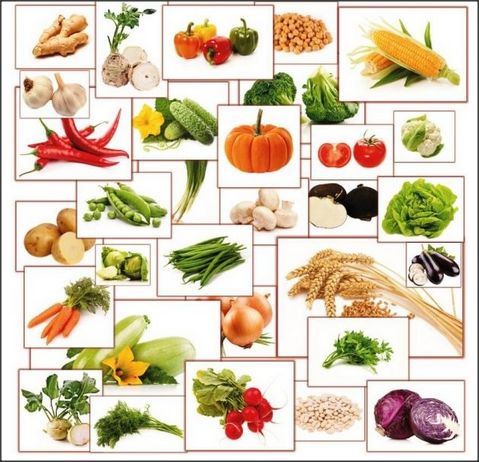 seminte de morcov, pastarnac, mazare, varza, salata si alte legume