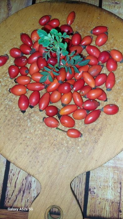Maciese de vinzare
