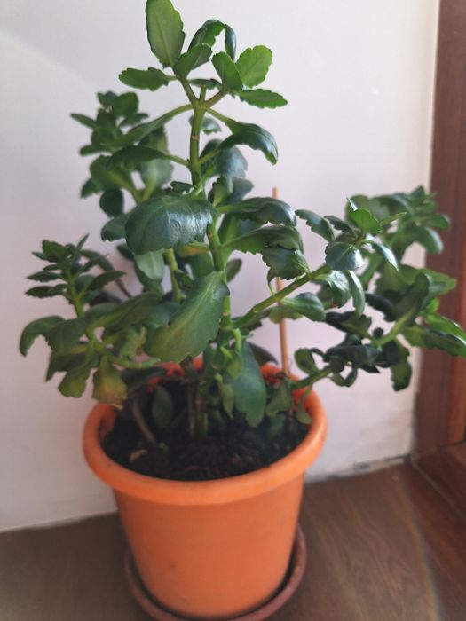 Продам комнатные цветы Коланхое