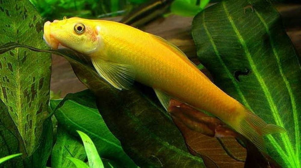 Продам  - геринохейлус (водорослеед)