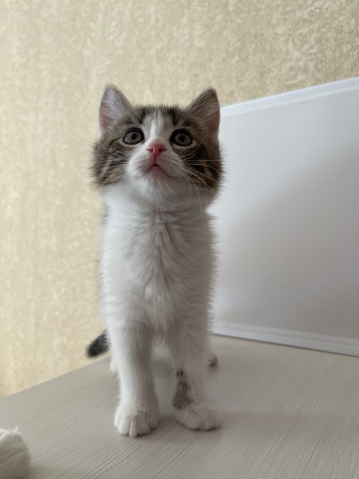 Котенок в добрые руки