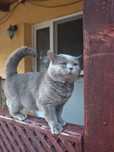 Pisica motan British Blue Shorthair